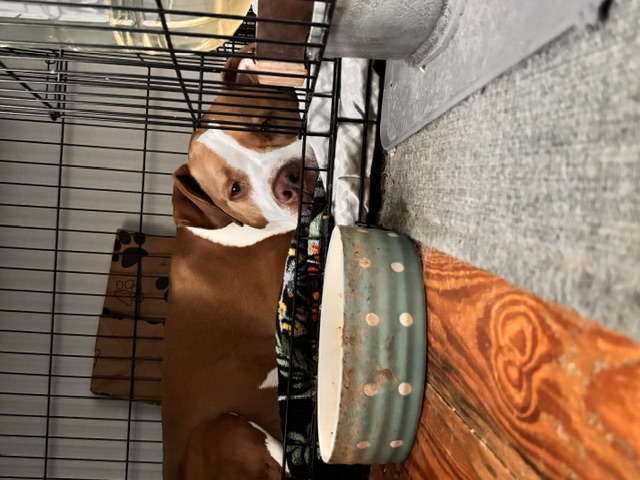 Dog photo 4