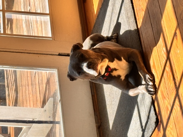 Dog photo 9